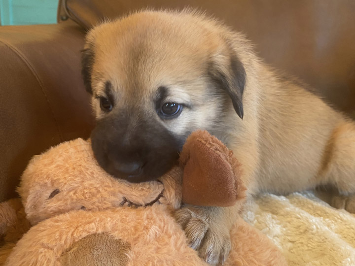 chinook puppy